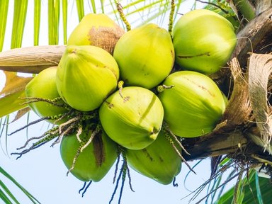 Fresh coconuts from Indonesian plantations